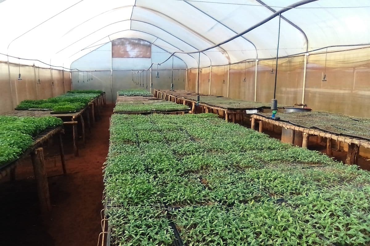 Grace Rock Farms commercial seedling nursery