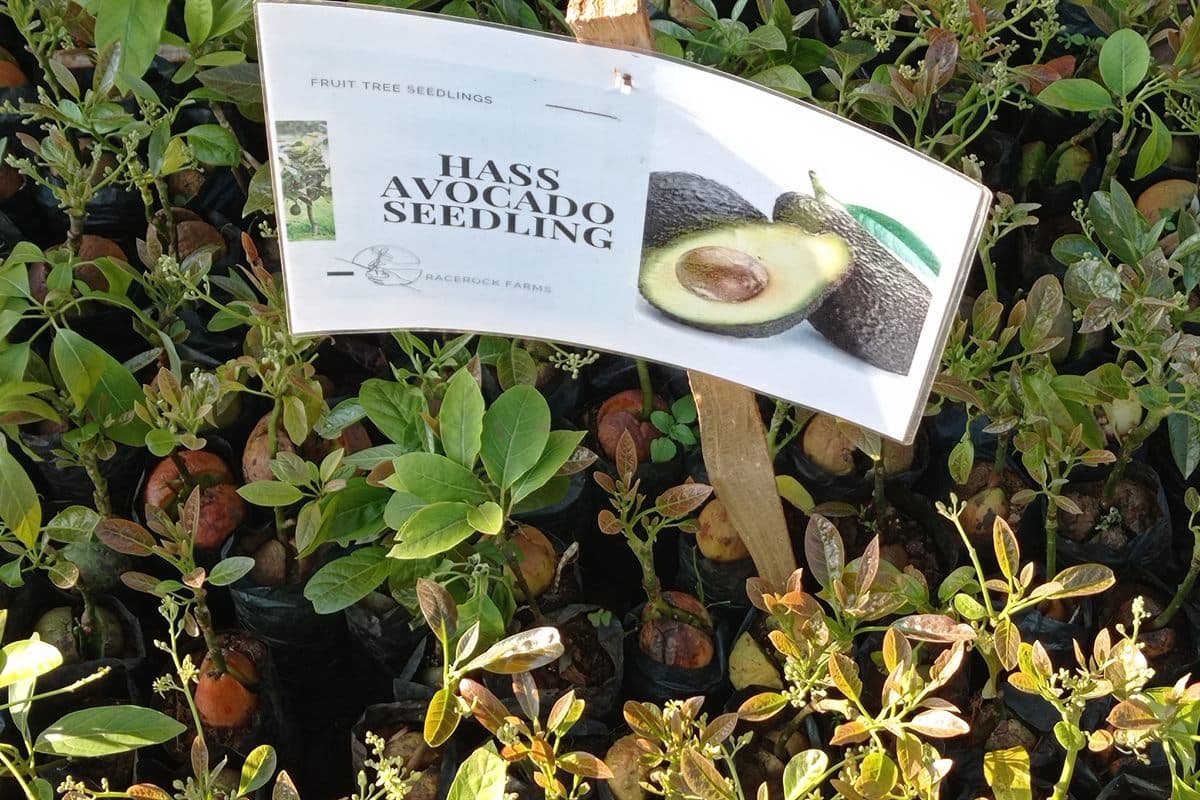 Hass avocado seedlings at Grace Rock Farms