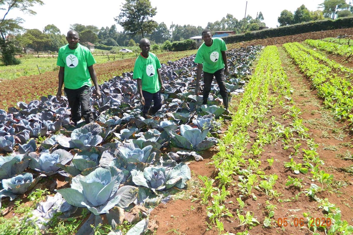 Cabbage demonstration plot at Grace Rock Farms