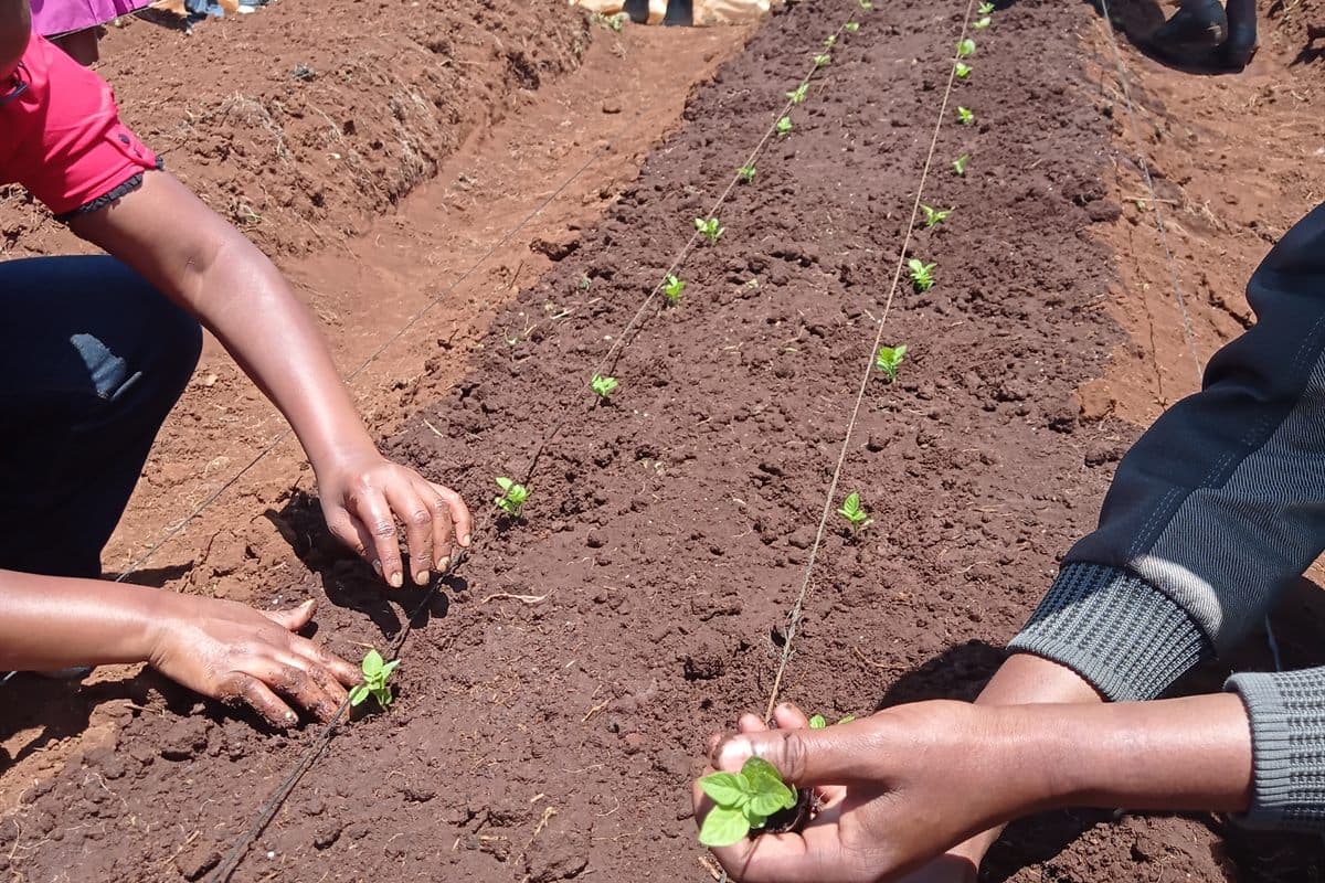 Farmers transplanting seedlings during Grace Rock Farms training